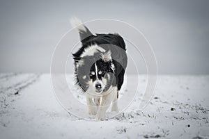Border collie is running in the snow