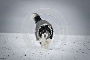 Border collie is running in the snow