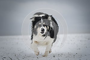 Border collie is running in the snow