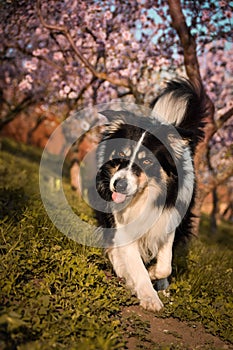 Border collie is running in the spring nature