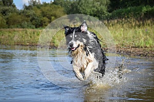 Border collie is running in the water.