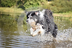 Border collie is running in the water.
