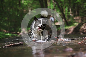 Border Collie Runs in Water with Stick