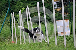 Border Collie Runs through Weave Poles in Czechia