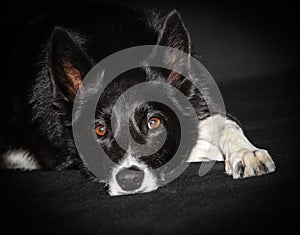 Border collie Scottish Sheepdog Husky mix photo
