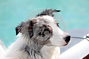 Border collie on the seaside