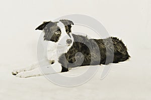 A border collie that seems to be scare to death...