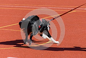 Border collie service dog running on agility course