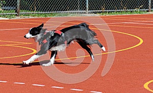 Border collie service dog running on agility course