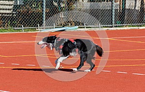 Border collie service dog running on agility course