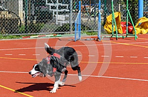 Border collie service dog running on agility course
