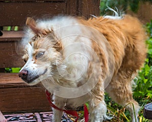 Border collie shaking dry