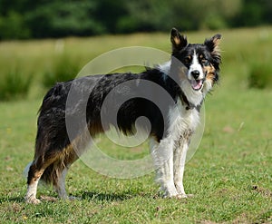Border collie or sheep dog