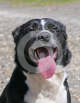 Border Collie Sheepdog with a long tongue on sunny day