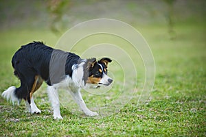 Border Collie Shepherd