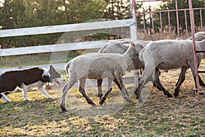 Border collie shepherd dog grazes a flock of sheep herds them in a corral in a meadow in the rays of the evening sun