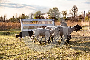 Border collie shepherd dog grazes a flock of sheep herds them in a corral in a meadow in the rays of the evening sun