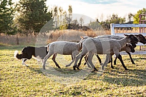 Border collie shepherd dog grazes a flock of sheep in a meadow in the rays of the evening sun. Horizontal orientation.