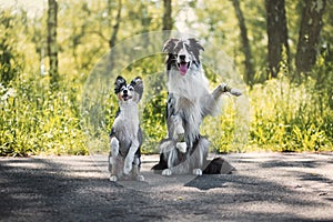 Border collie and shetland sheepdog