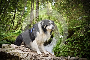 Border collie is sittig on the stone.