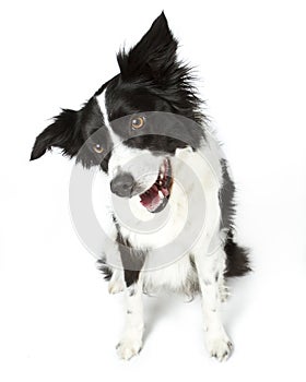 Border Collie Sitting