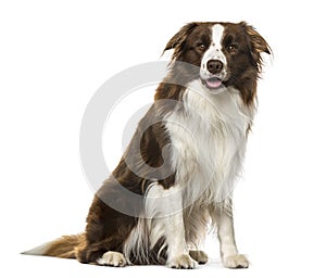 Border Collie sitting, 2 years old ,