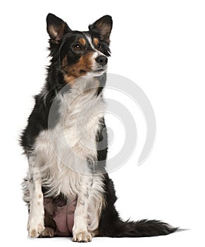 Border Collie sitting