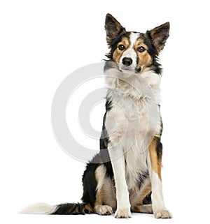 Border collie sitting,