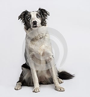 Border collie sitting