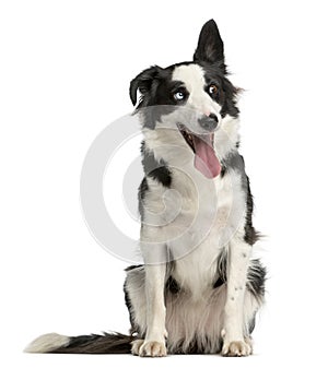 Border Collie sitting