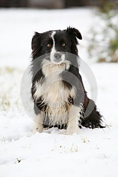 Border collie sitting