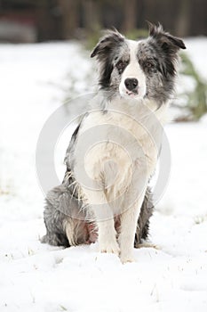 Border collie sitting