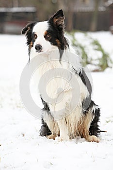 Border collie sitting