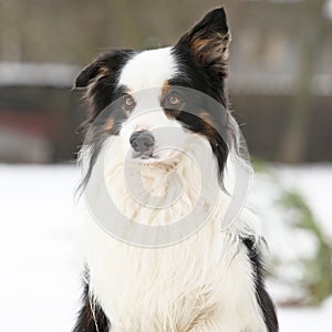 Border collie sitting