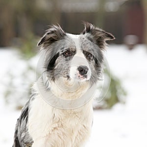 Border collie sitting