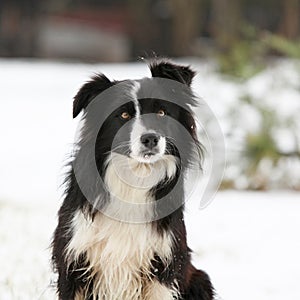 Border collie sitting