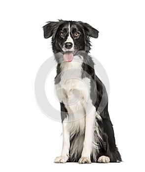 Border Collie sitting against white background