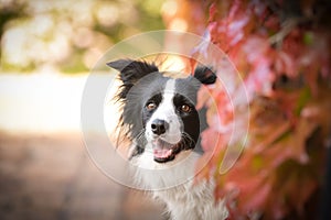 Border collie is sitting in autumn nature.