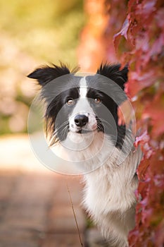 Border collie is sitting in autumn nature.