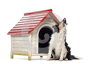 Border Collie sitting and barking