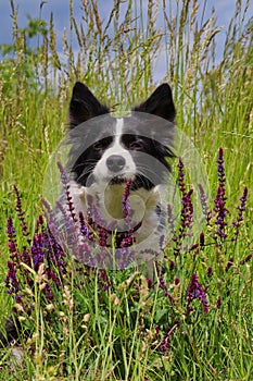 Border Collie Sitting Behind Lavender on Meadow