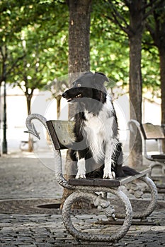 Border collie is sitting on bench.