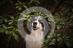 Border collie is sitting in the bush.