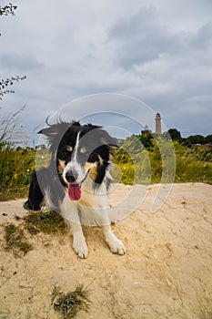 Border collie is sitting in the field in the nature near to lighthouse