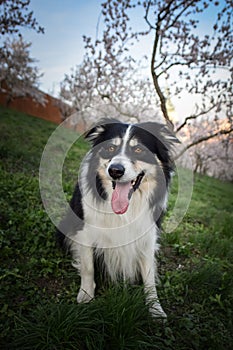 Border collie is sitting in flowering orchard in the city center of Prague