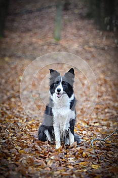 Border collie is sitting in the forest.