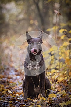 Border collie is sitting in the forest.