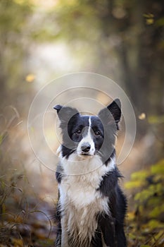 Border collie is sitting in the forest.