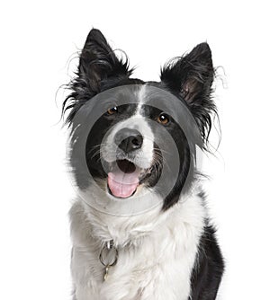 Border Collie sitting in front of white background