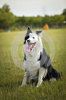 Border collie is sitting in grass.